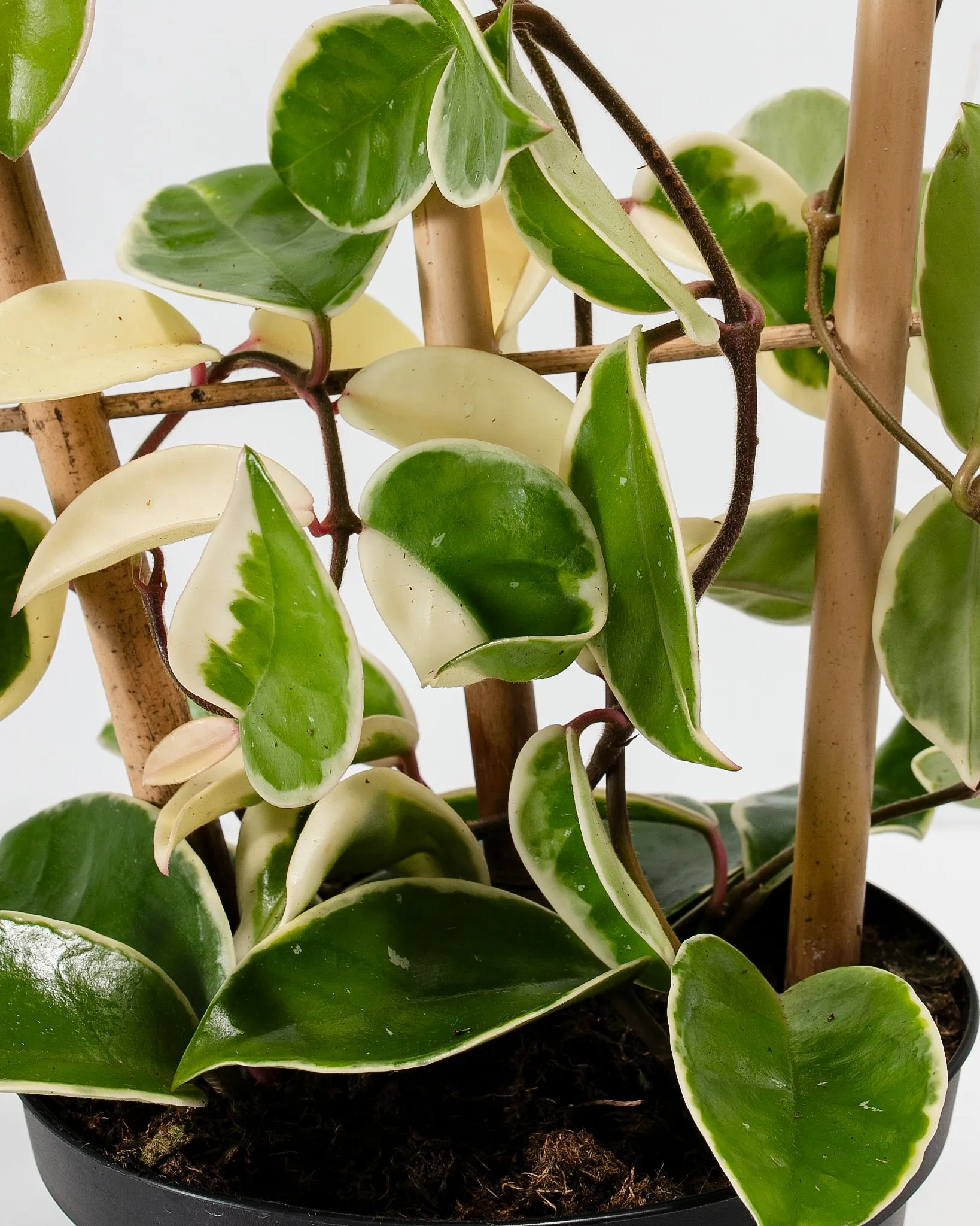 Hoya Carnosa Tricolor